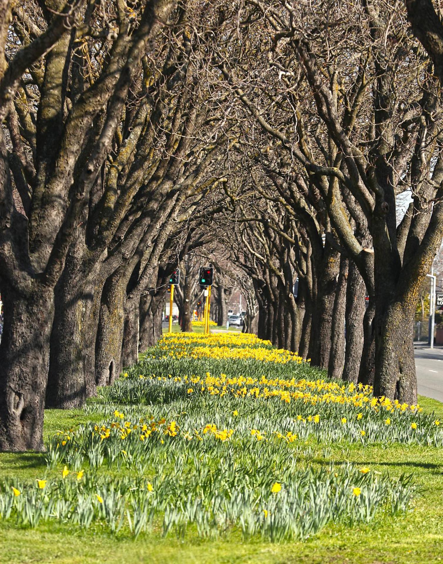 Apartament Modern 2 Bed 2 Bath Opposite Hagley Park Christchurch Zewnętrze zdjęcie